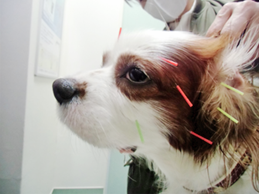 顔面神経麻痺(治療中)